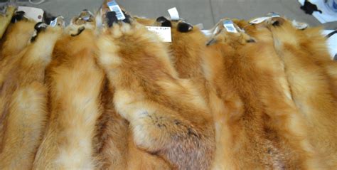 Coyote Fur Prices 2022